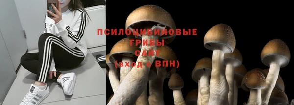 стаф Алзамай