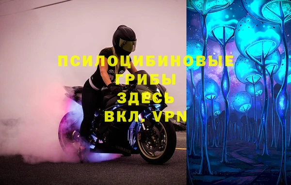 стаф Алзамай