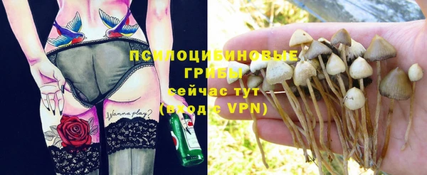 стаф Алзамай